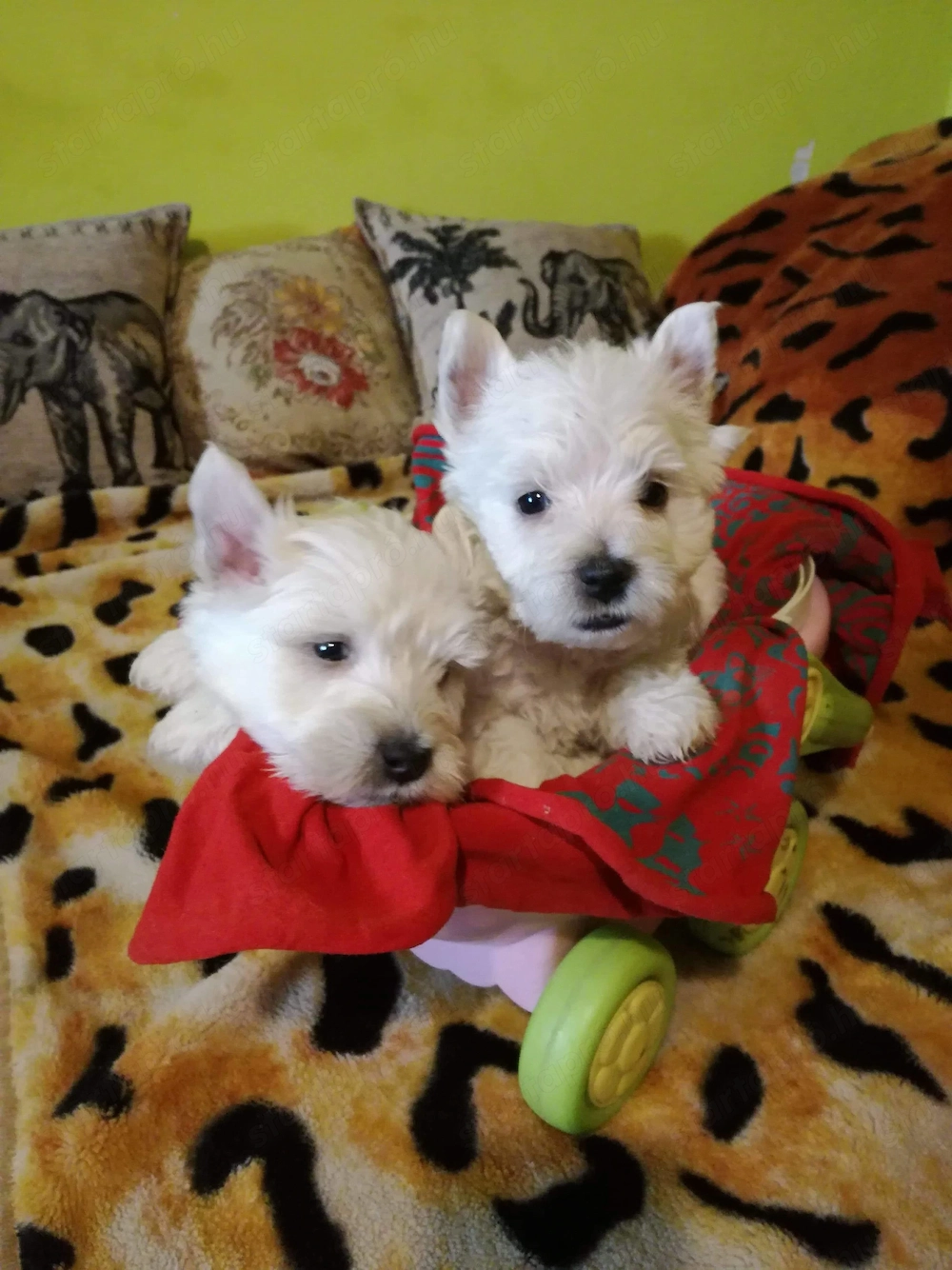 Westie cuki szuka kiskutyák eladók.