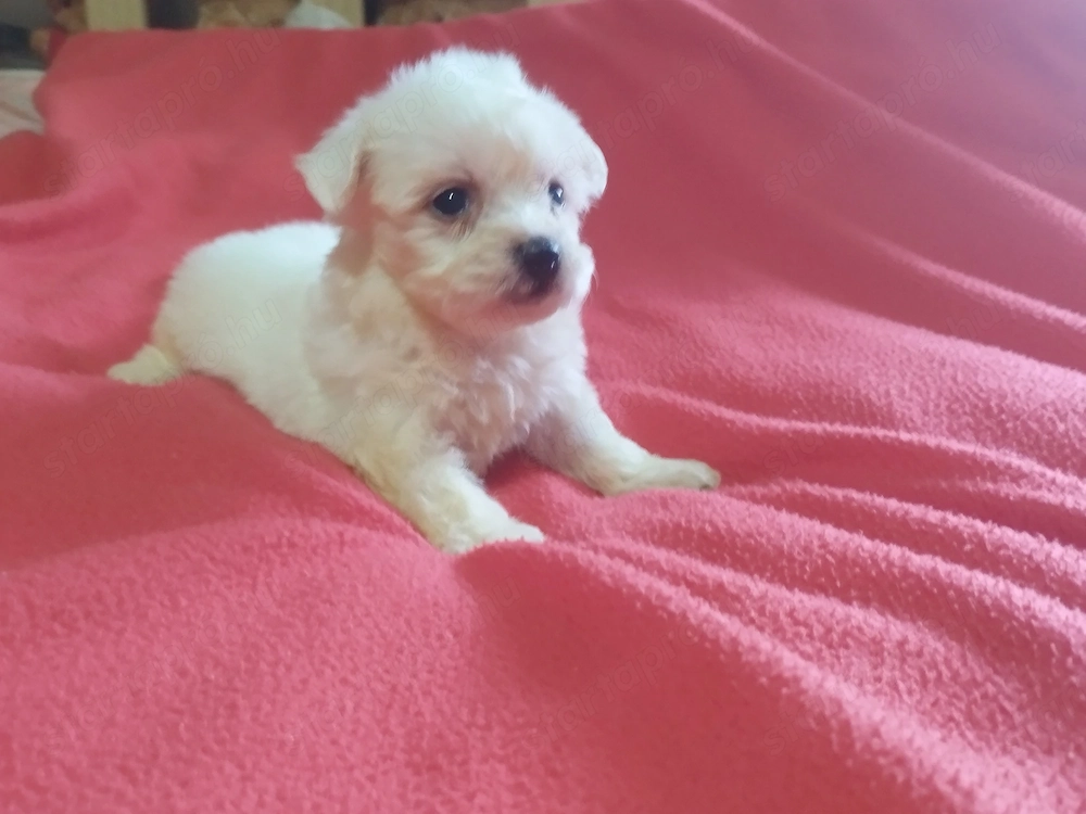 Fehér mini Bichon Havanese 