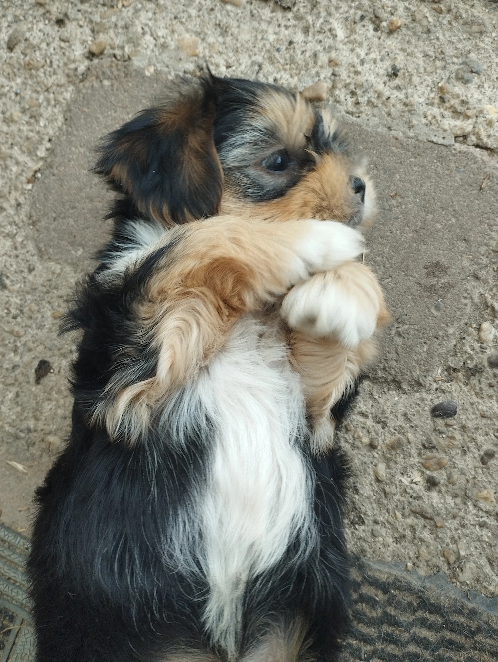 Bichon havanese kisfiú