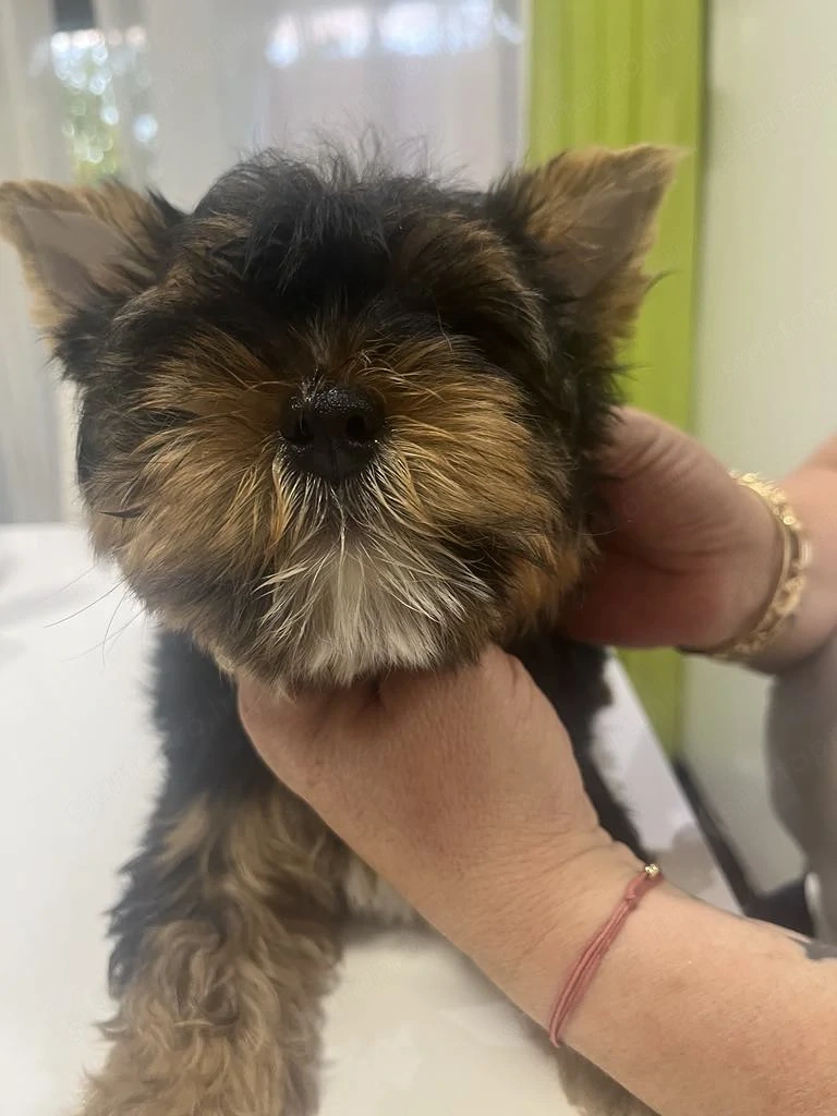 yorkshire terrier kiskutyák