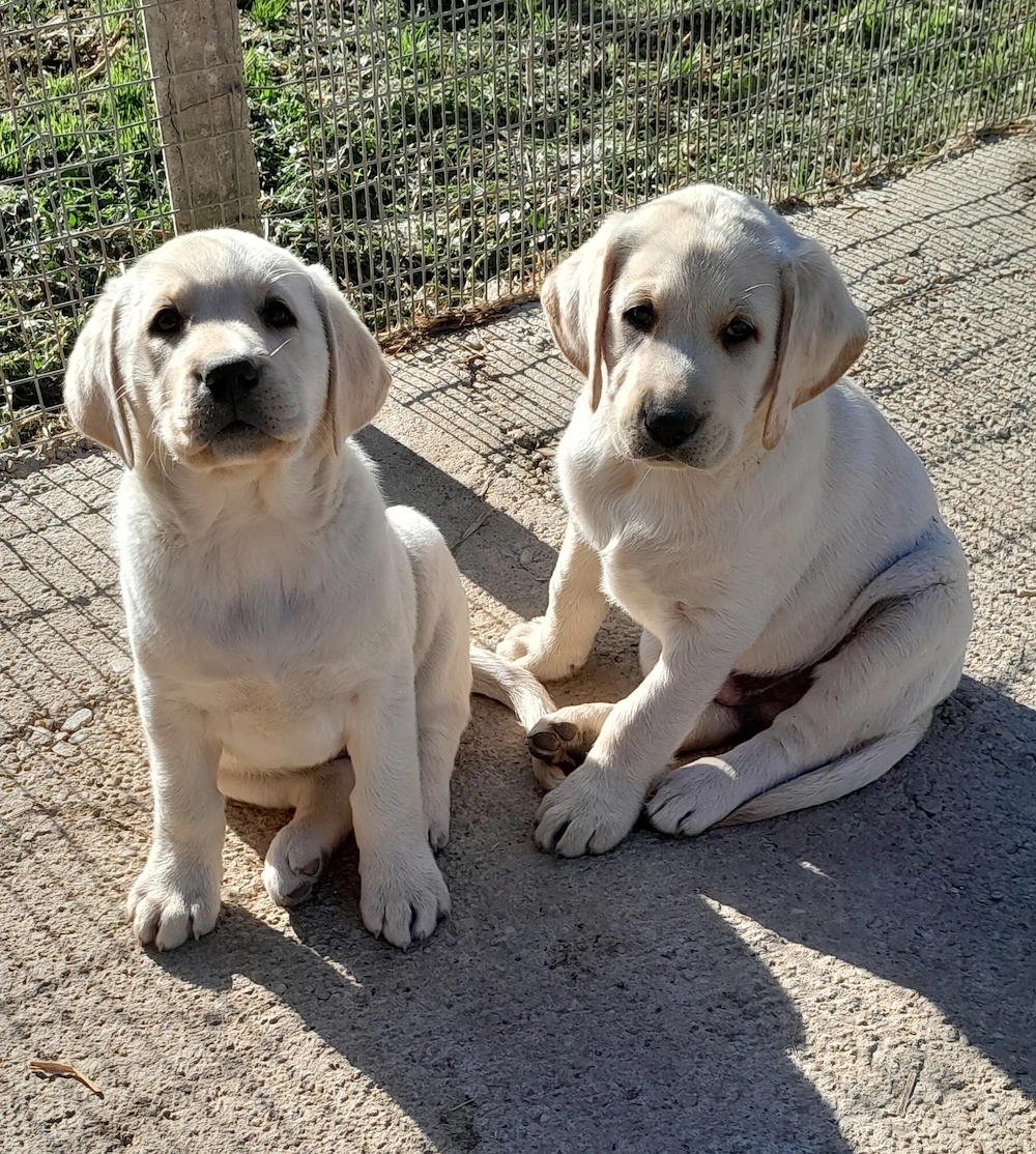 zsemleszínű kan labrador kiskutyák eladók