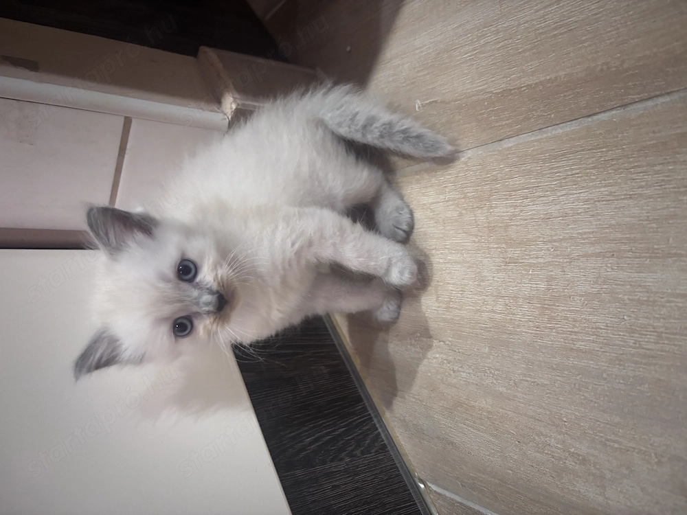 Ragdoll lány 