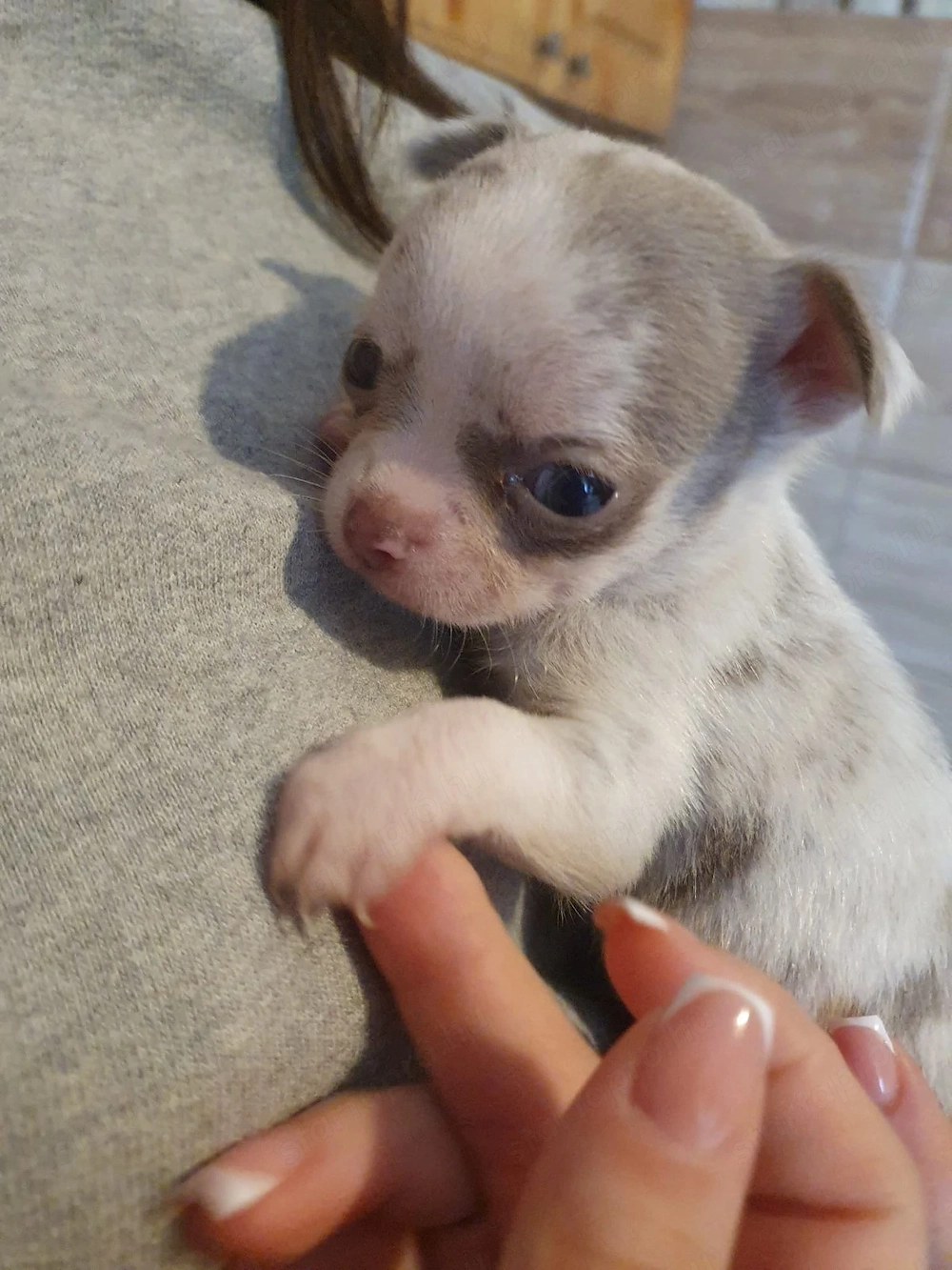 Csivava Lila Merle kislány 