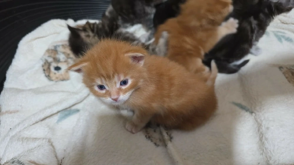 Maine coon kiscicák
