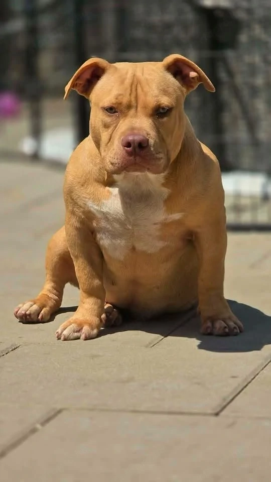 American Bully