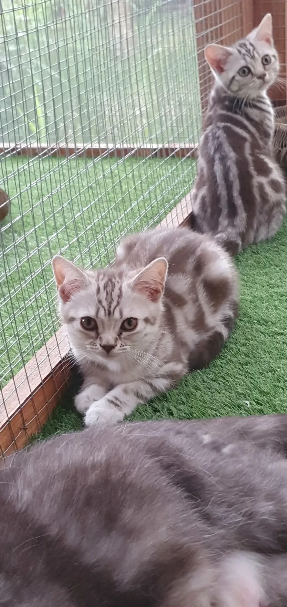 Brit rövidszőrű Tabby cicák 