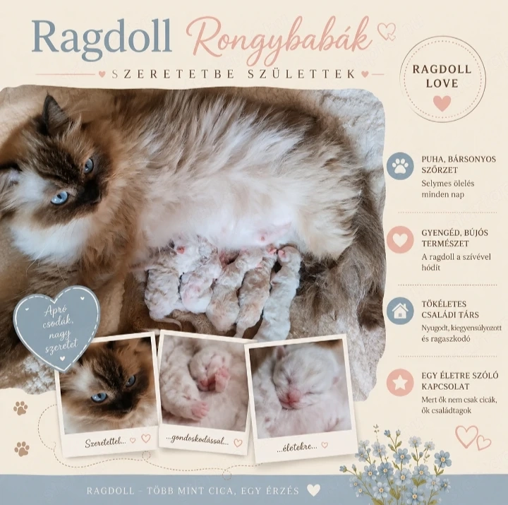Ragdoll Rongybabák 2026.07.13.