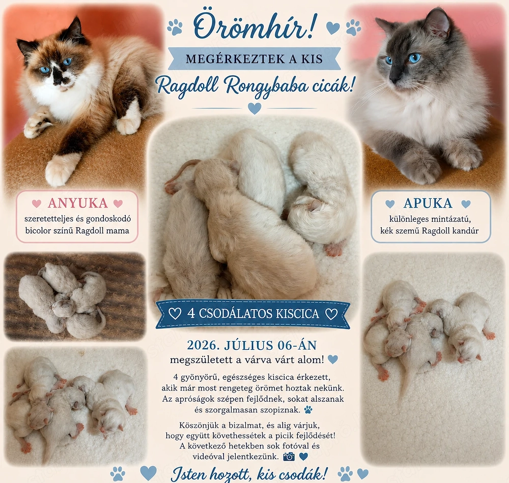 Ragdoll Rongybabák 2026.07.06.