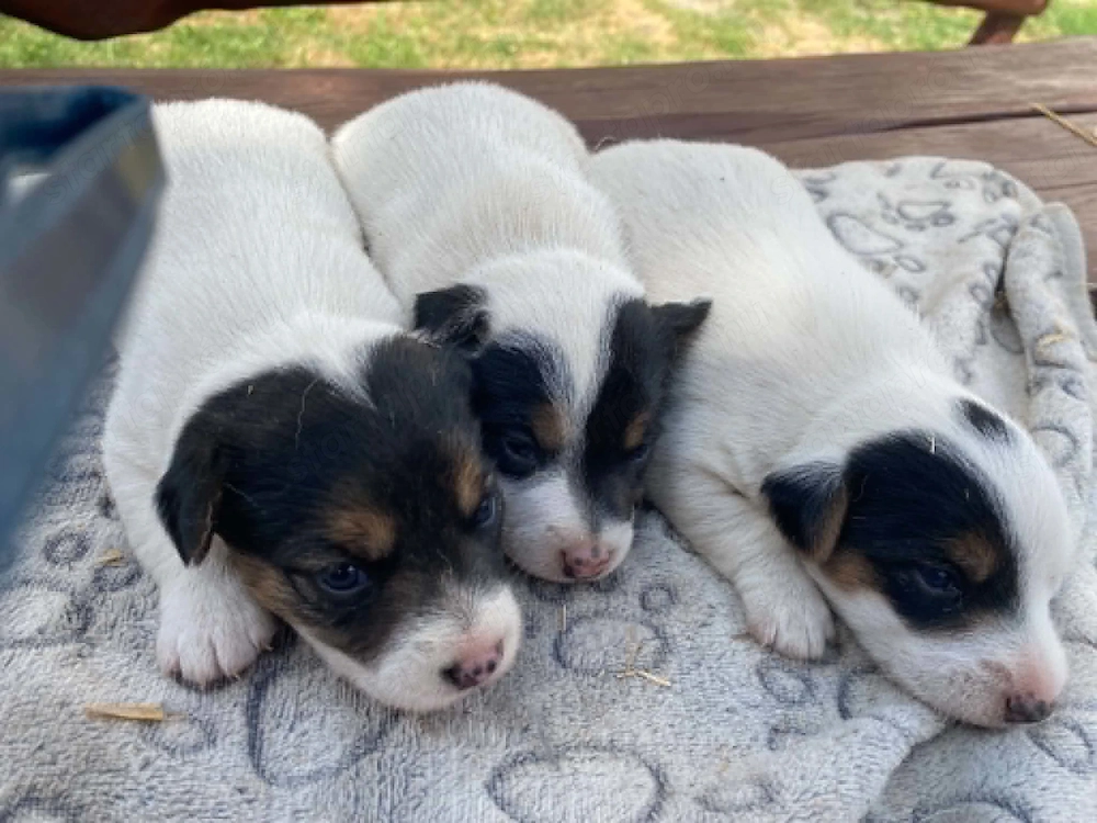 Jack russel terrier 