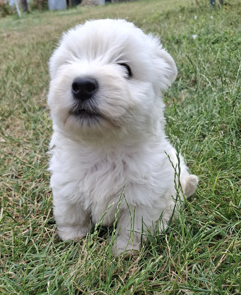 Westie kislányok foglalhatók