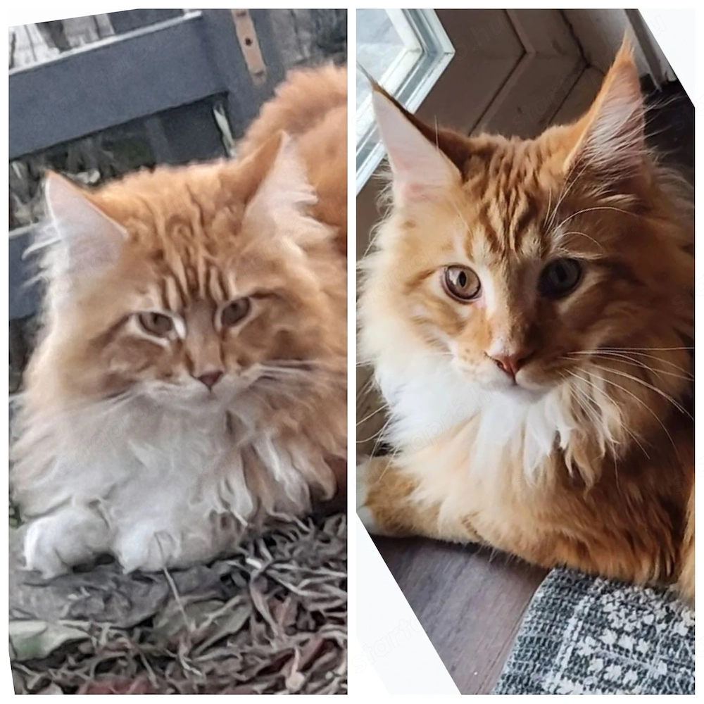 Red tabby maine coon cicát keresek családomba
