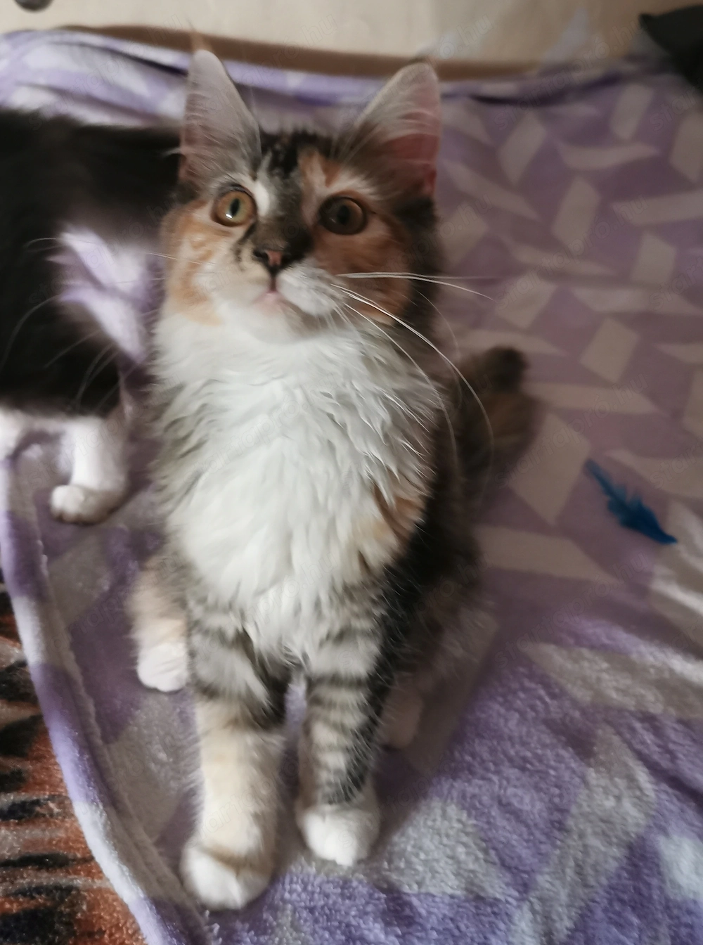 Maine-Coon kislány 