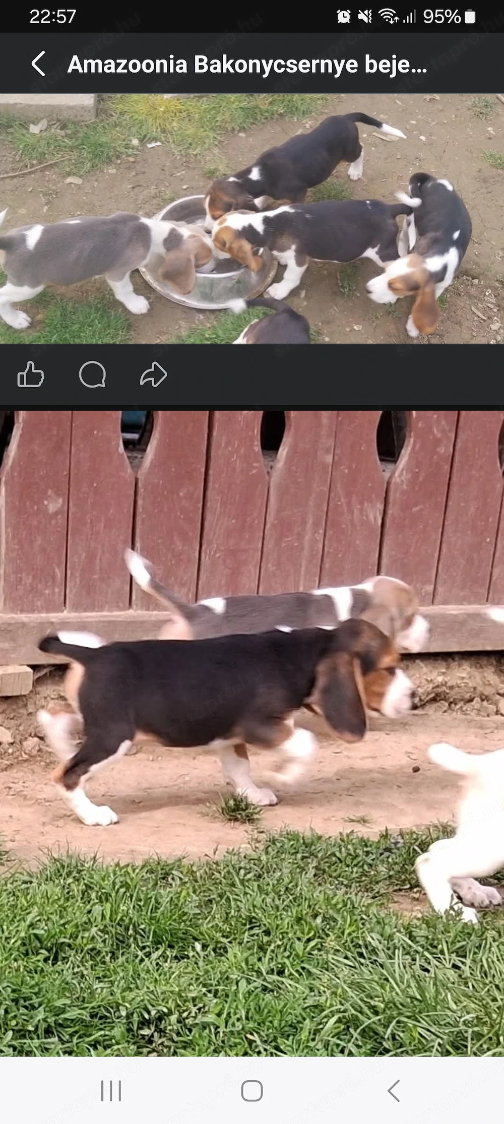 Beagle kicsik