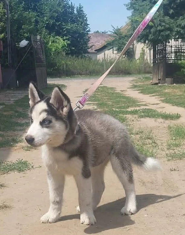 Eredeti husky kutya