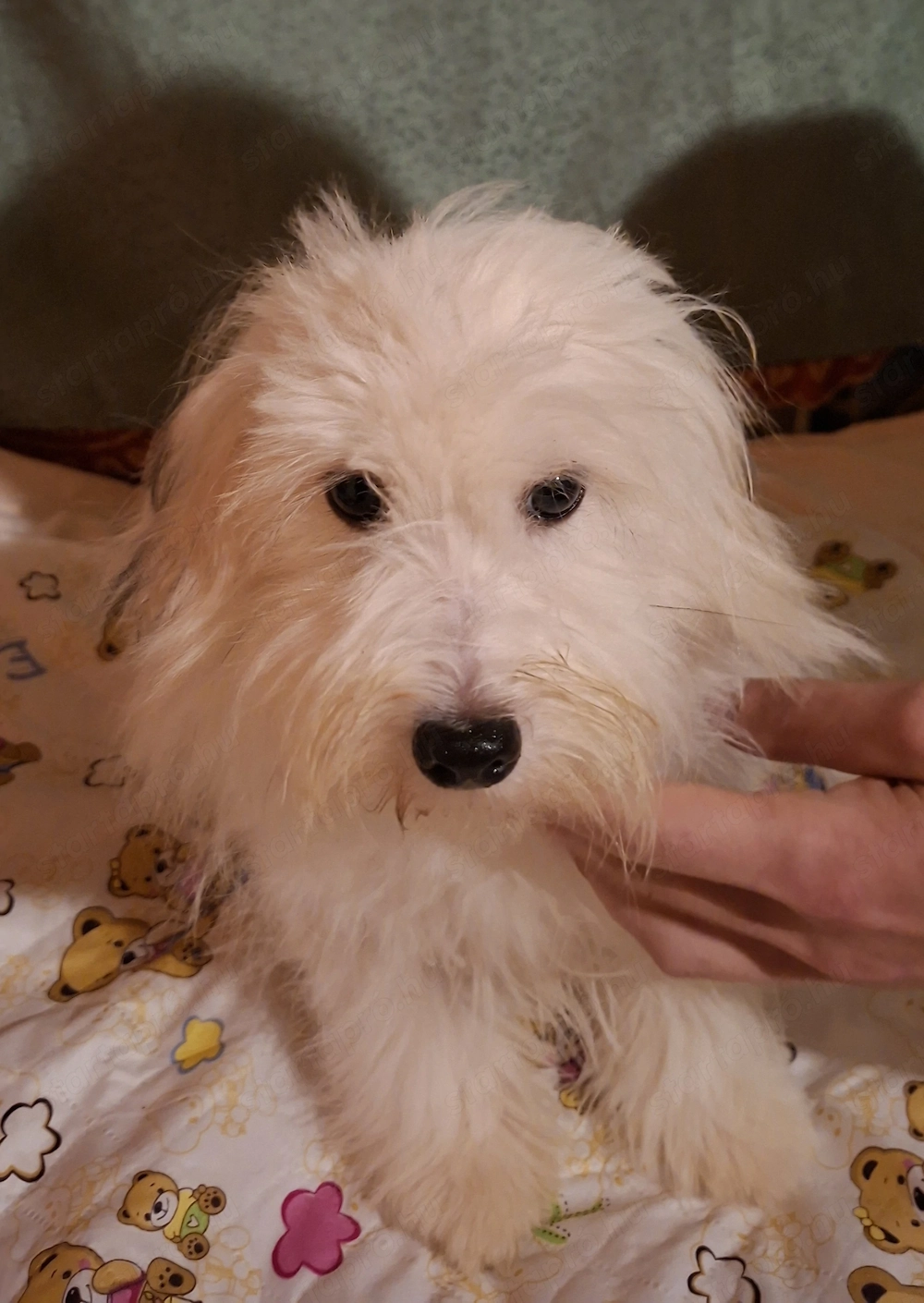 Minőségi  gyönyörű Coton de tulear kislány 