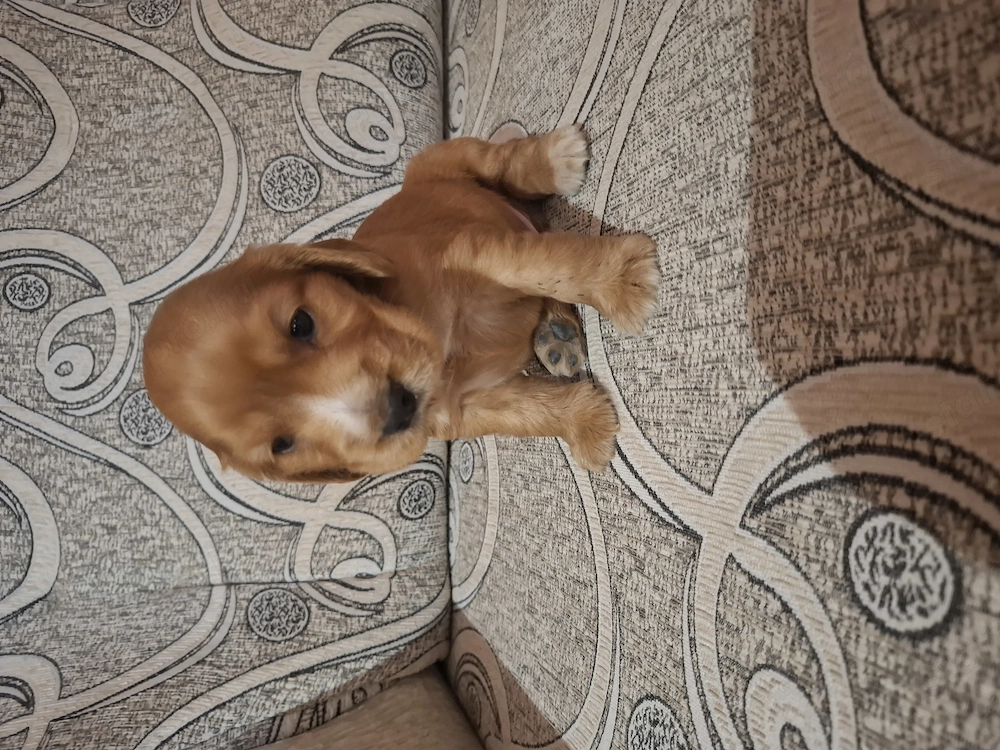 Angol Cocker spániel