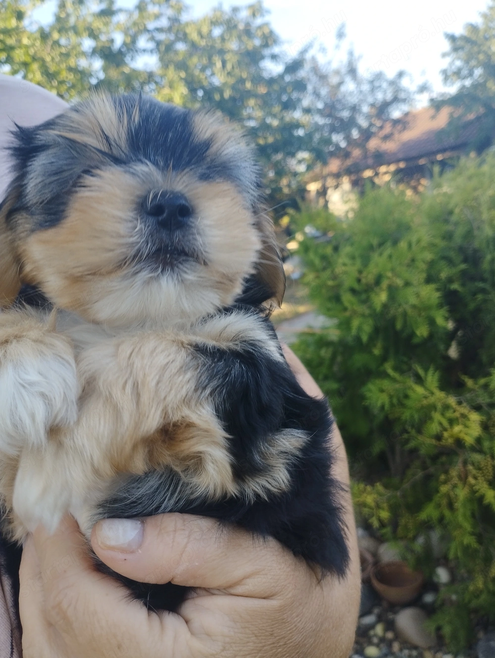 Bichon havanese kisfiú