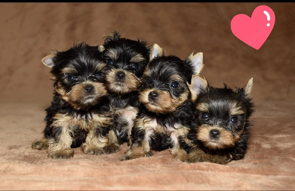 Mini yorkshrie terrier kölykök 