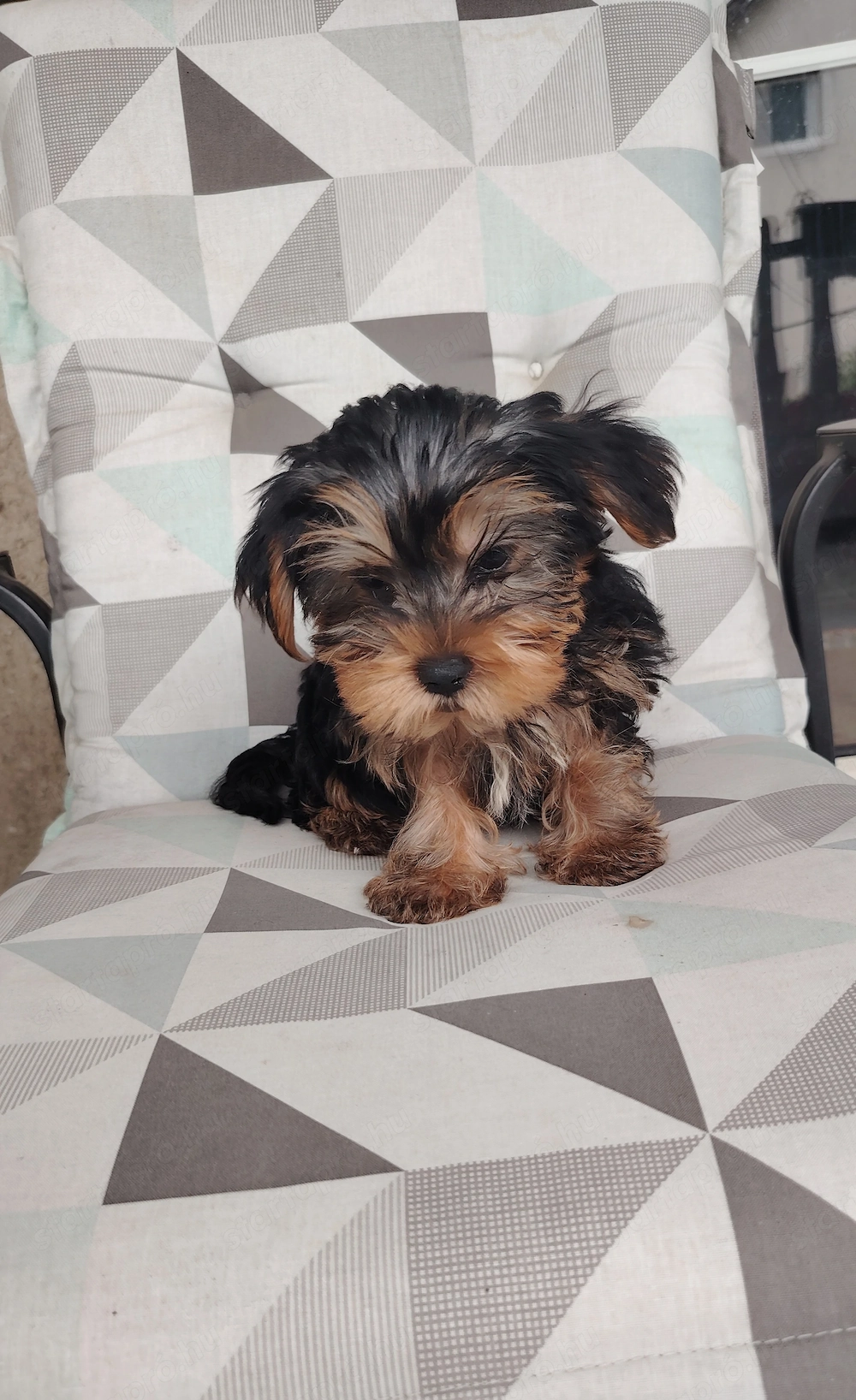 Yorkshire terrier kan kiskutya