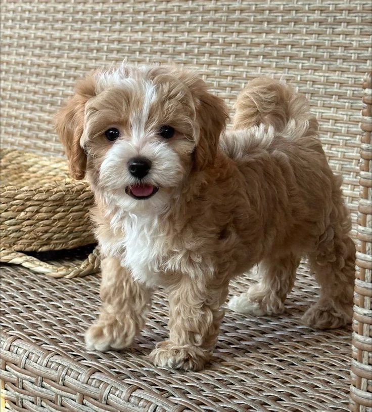 Maltipoo kölykök 
