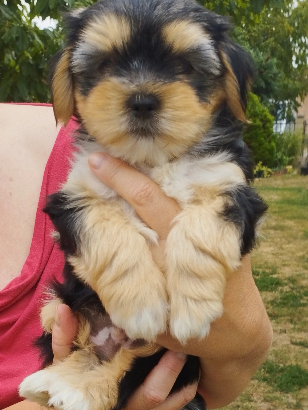 Bichon havanese kiskutya