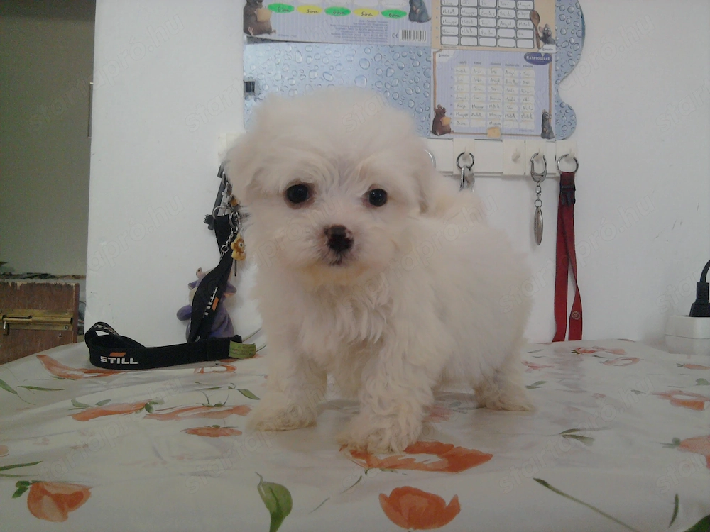 Fehér mini Bichon Havanese