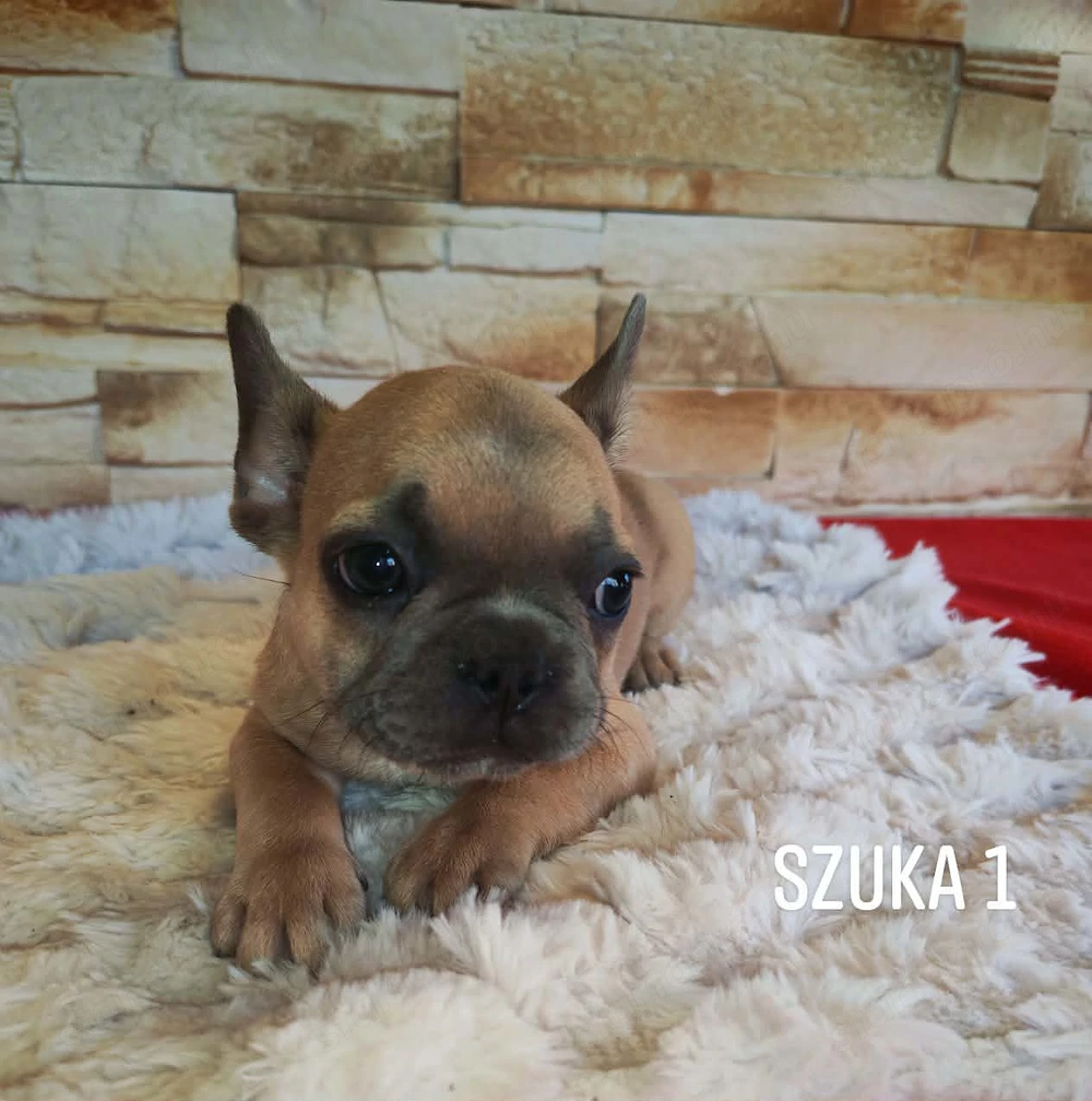 Francia bulldog kutyusok 