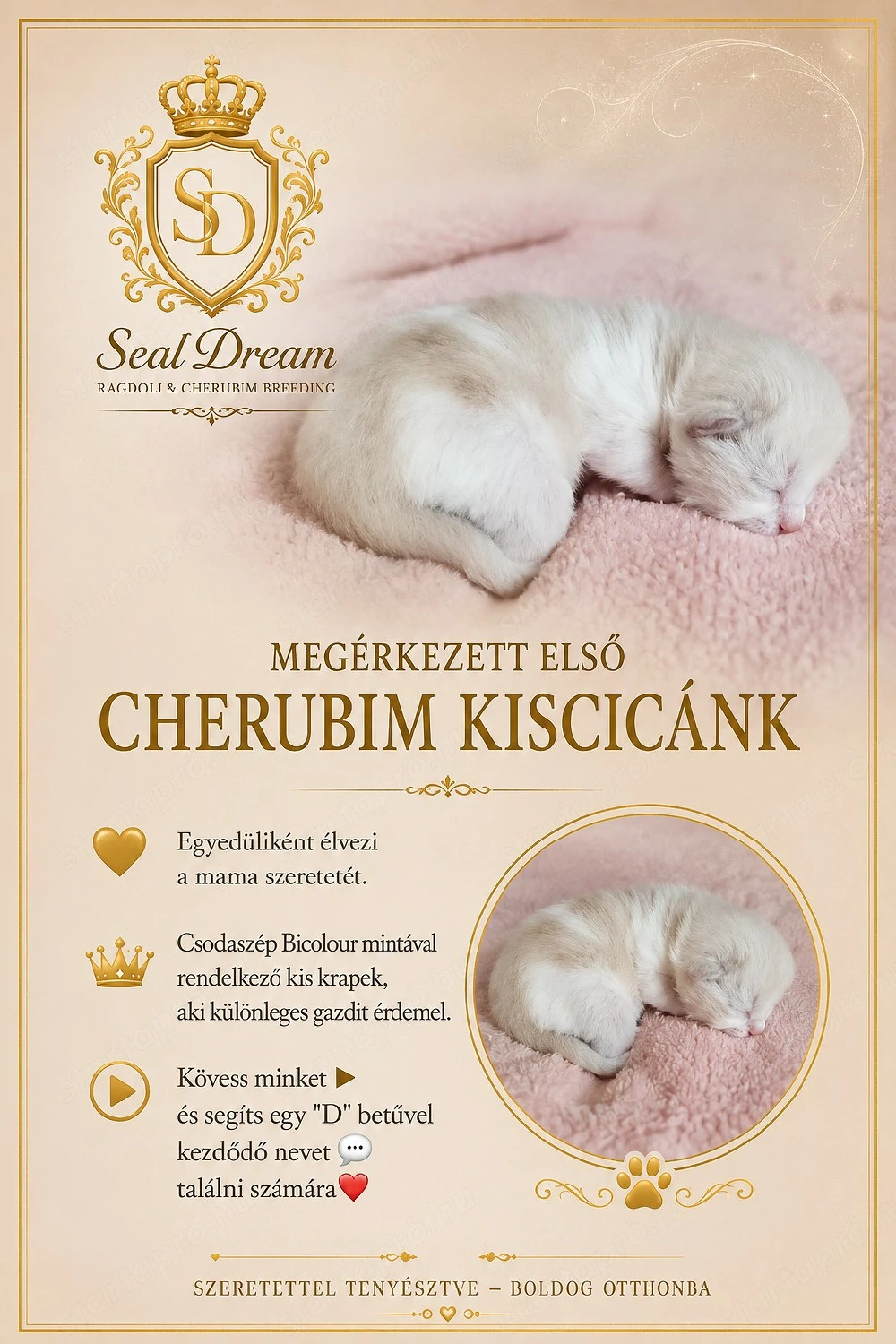 Cherubim Ragdoll (színes Ragdoll)