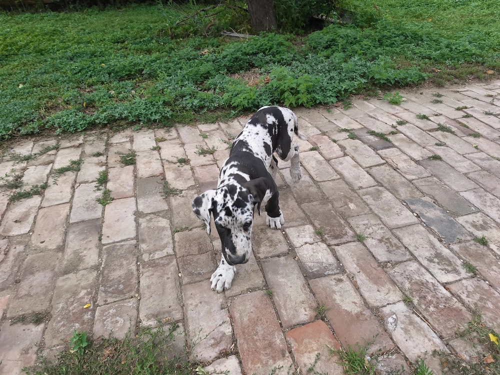 Német dog kiskutya