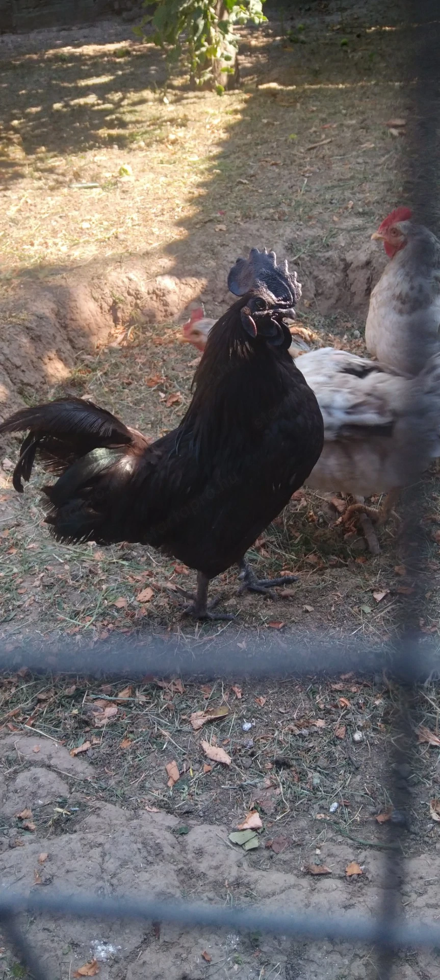Ayam Cenami ivarérett kakas eladó
