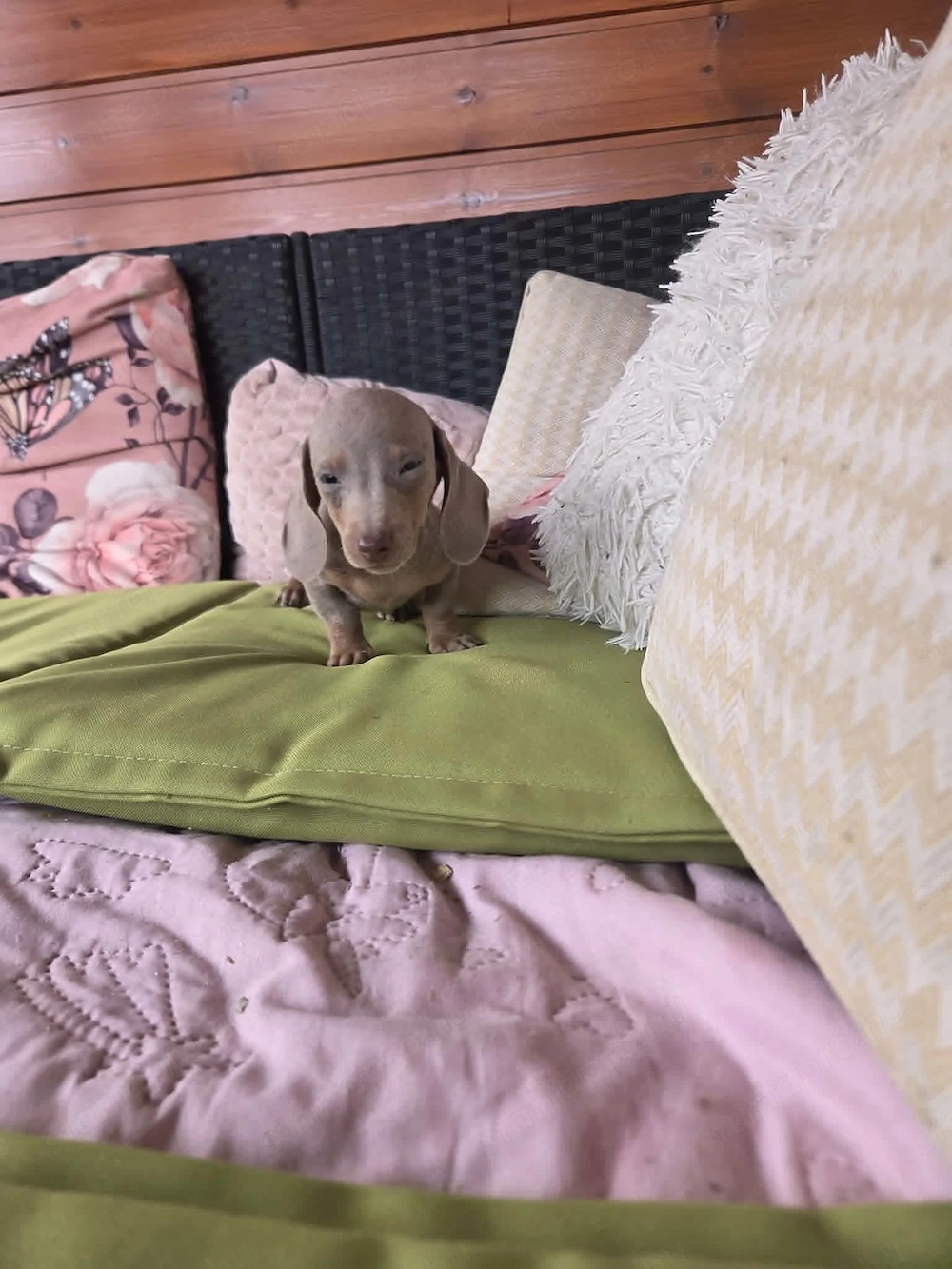 Izabella kaninchen-mini , 3-hós szuka, gyönyörű tacskó baba eladó