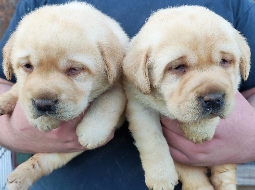 Labrador 8 hetes kölykök elvihetők