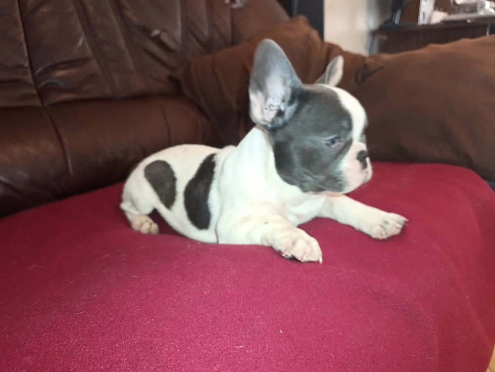Kék foltos francia bulldog kiskutya