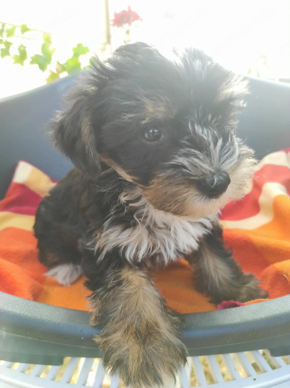 Yorki pici kisfiú 