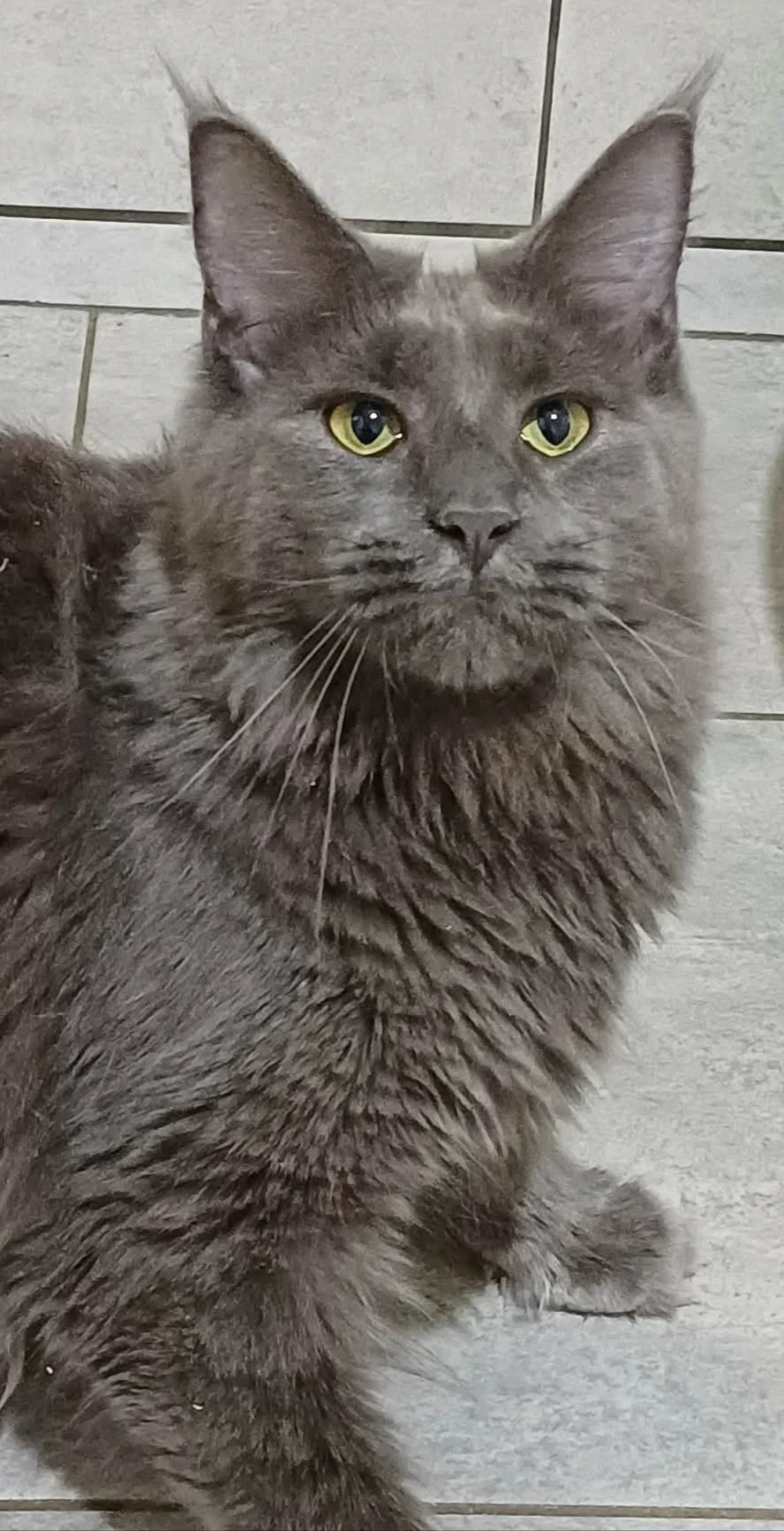 maine coon cicák