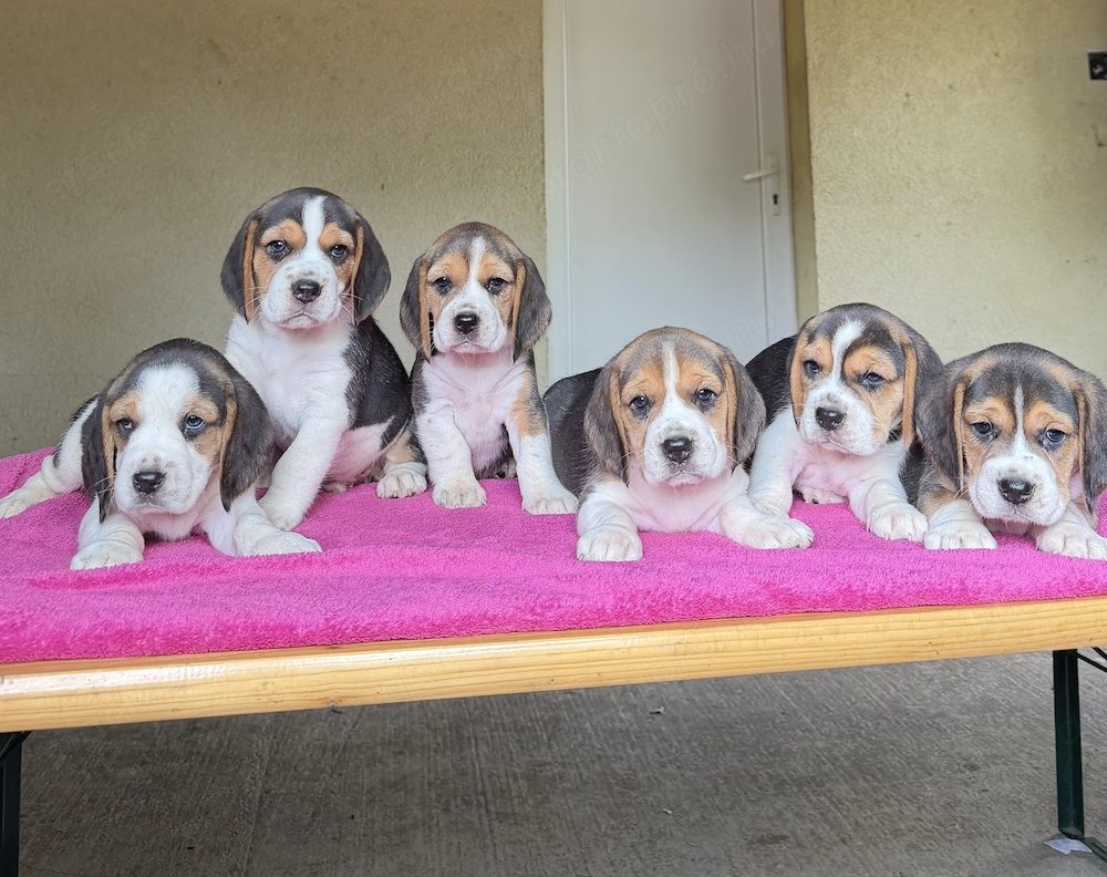Beagle kiskutyák eladók