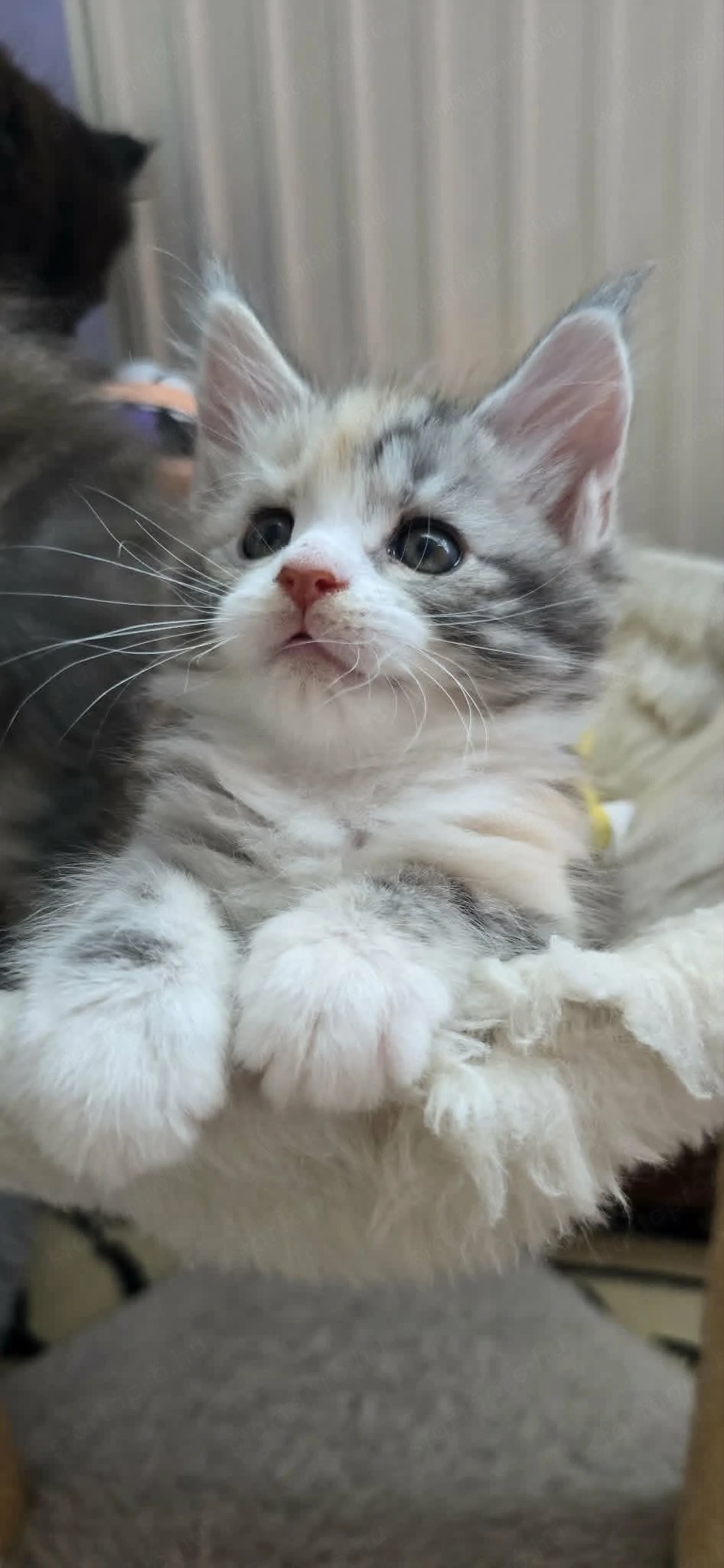 Maine Coon Cicák szerető otthont keresnek!