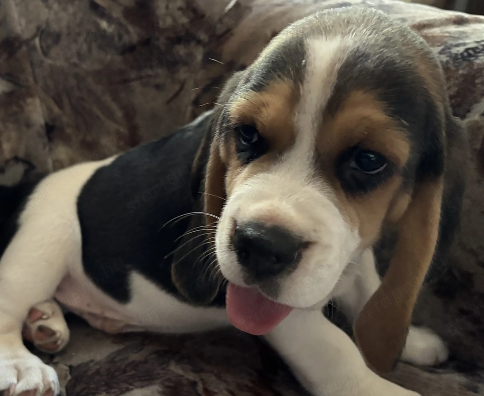 Beagle kis kutyak