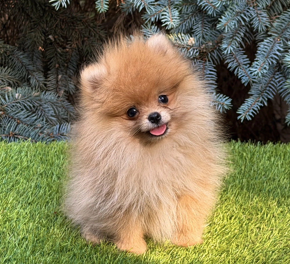 Mini pomerániai szuka kiskutya