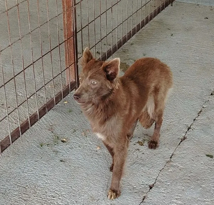 Jászladányi gyepmesteri telep gazdakeresői sos