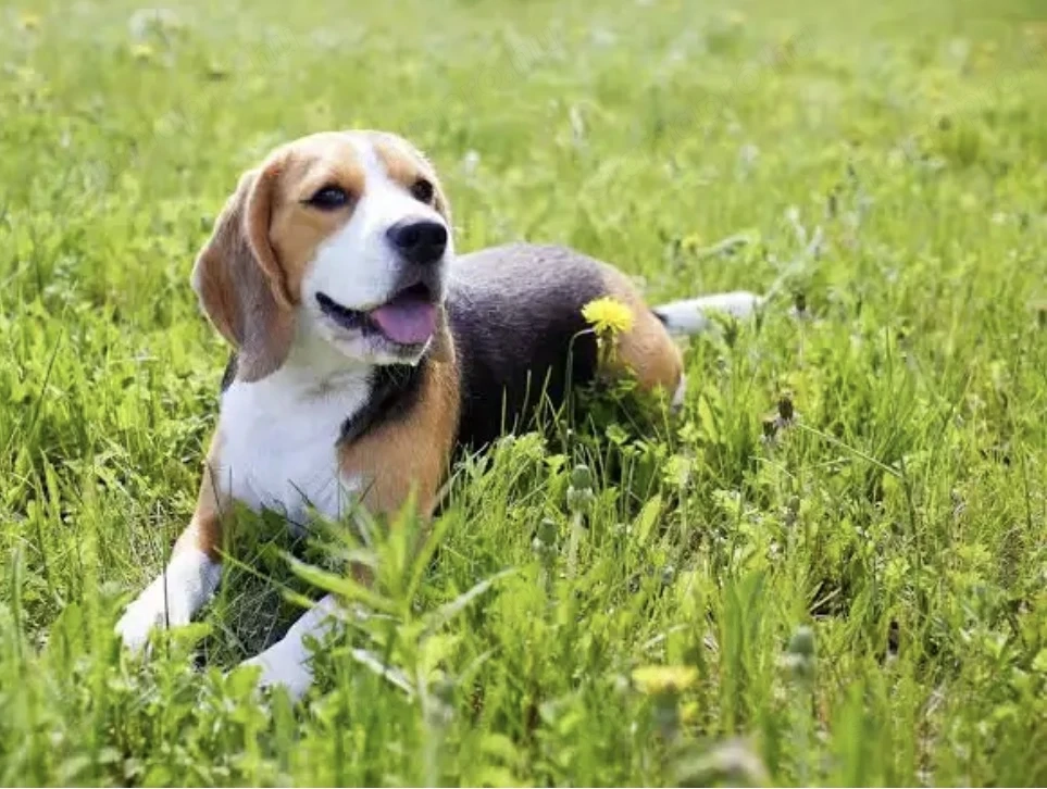 Beagle kutyus gazdit keres!