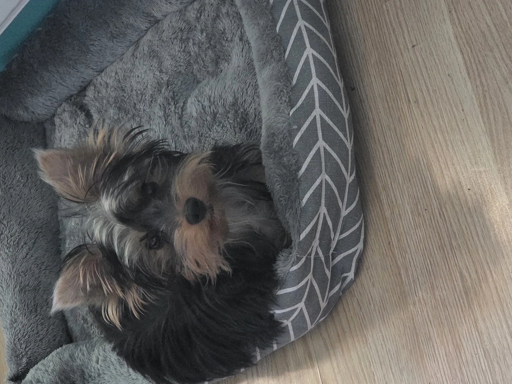 Yorkshie Terrier Eladó