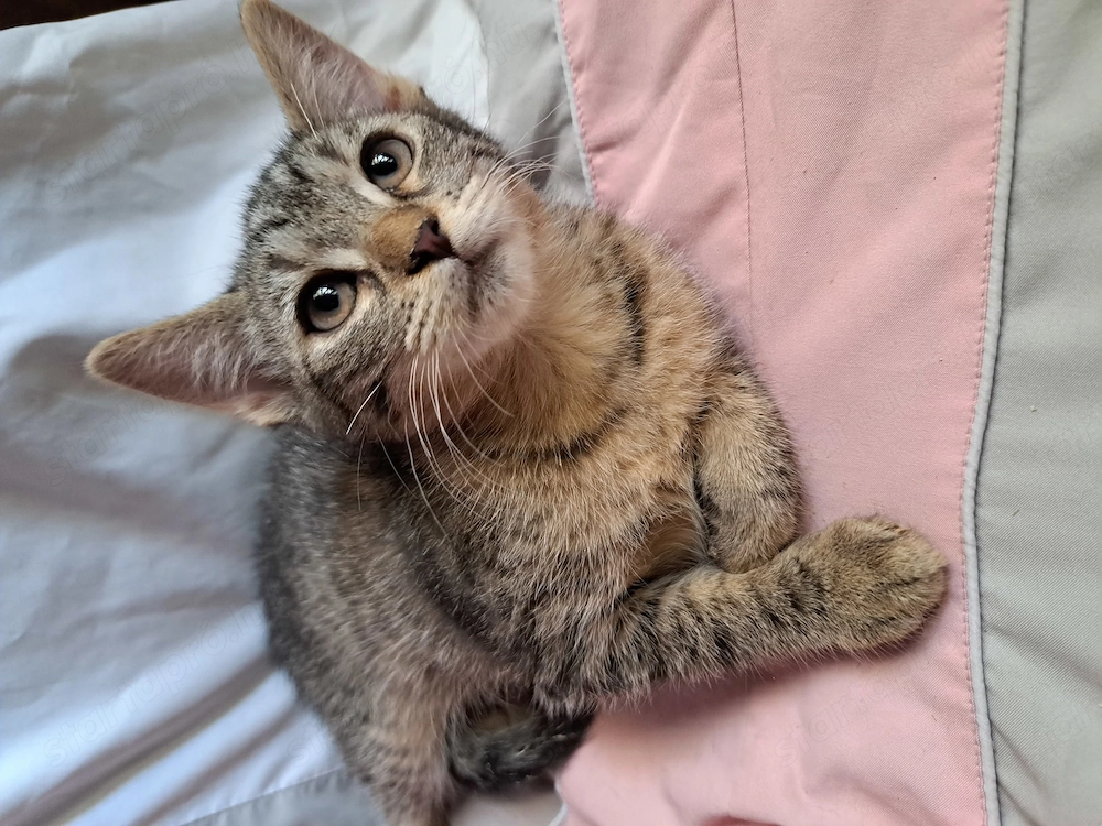 Maine coon keverék
