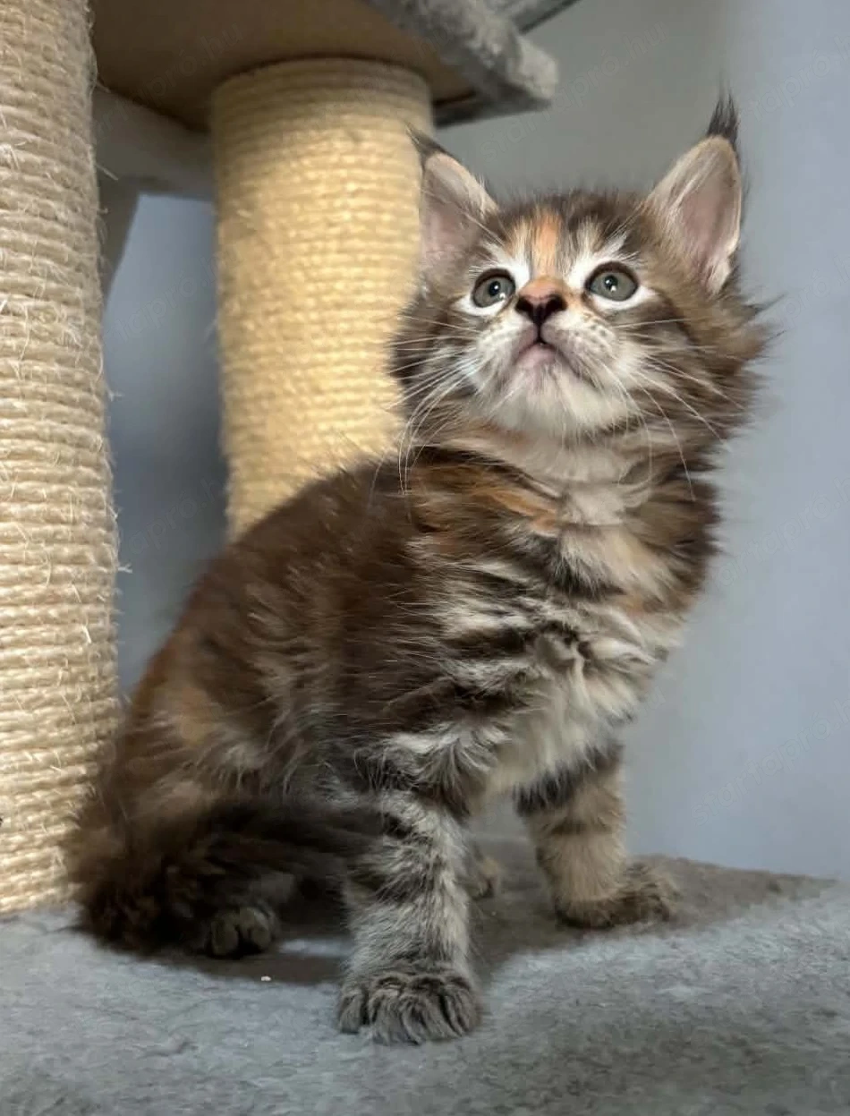 Maine coon 