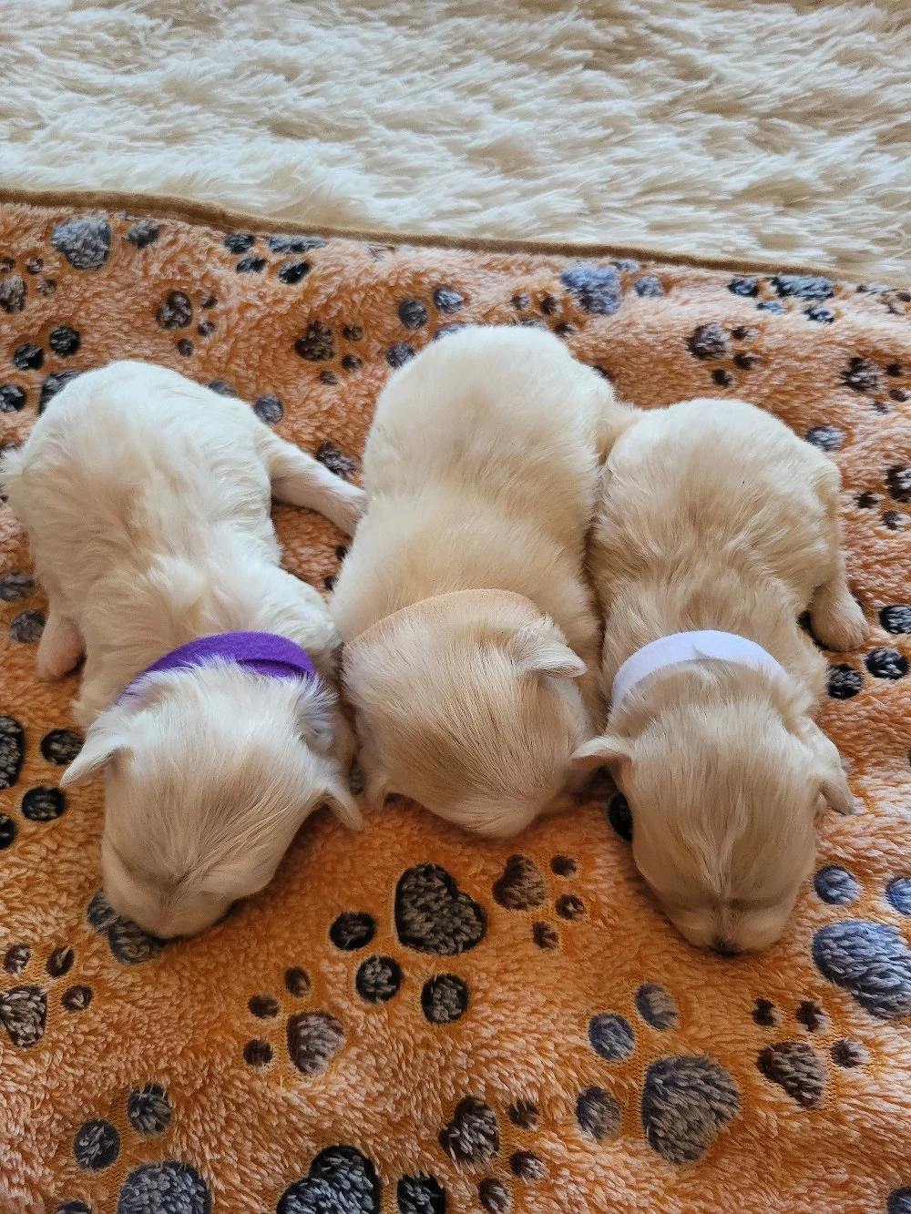 Panka Bichon Havanase babái
