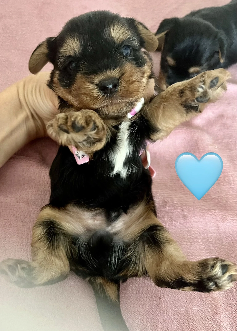 Yorkie kisfiú foglalható ,eladó !