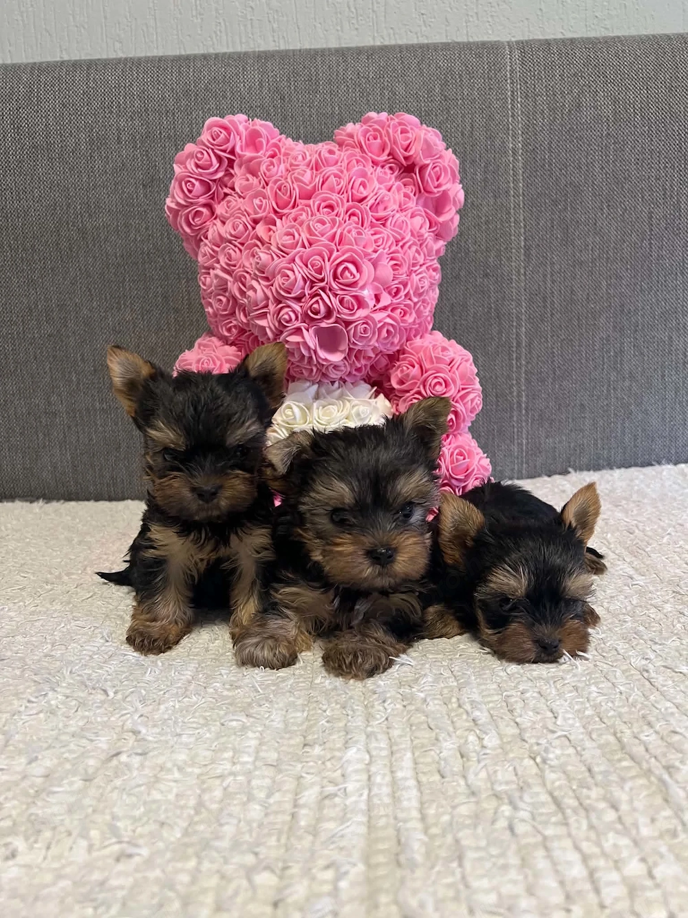 yorkshire terrier kutyusok