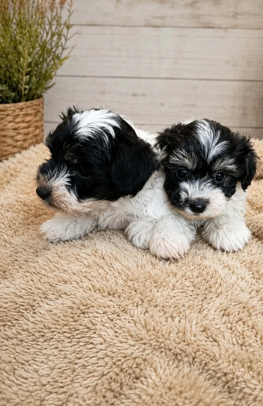 Bischon Havanese kisfiúk Gazdit keresnek