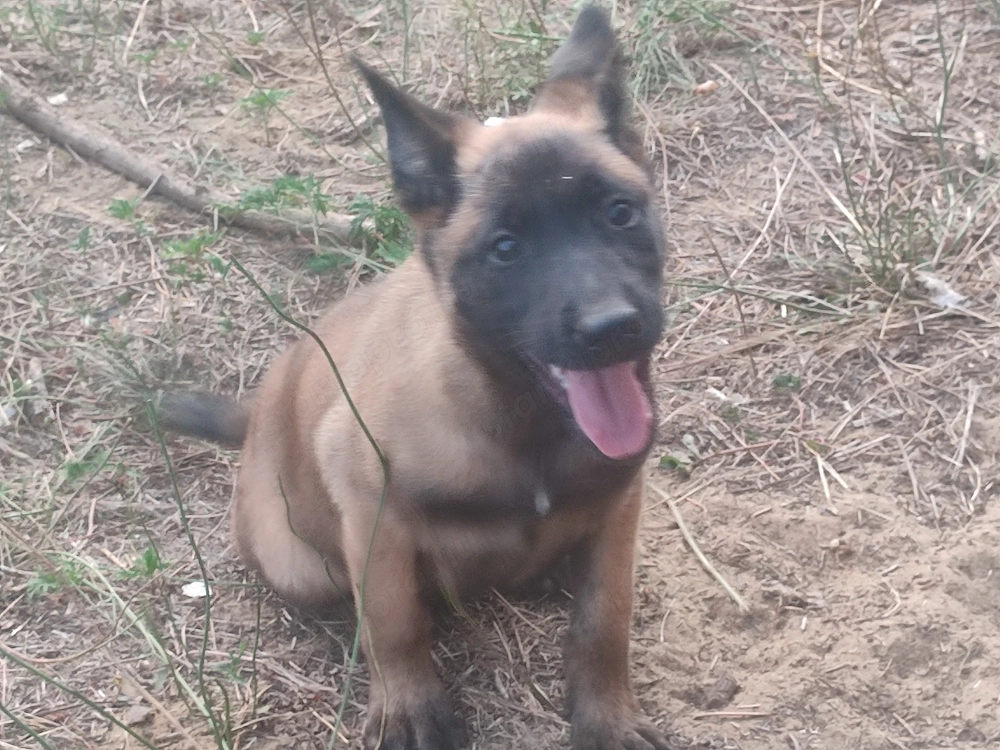 Malinois , Mali, belga juhász