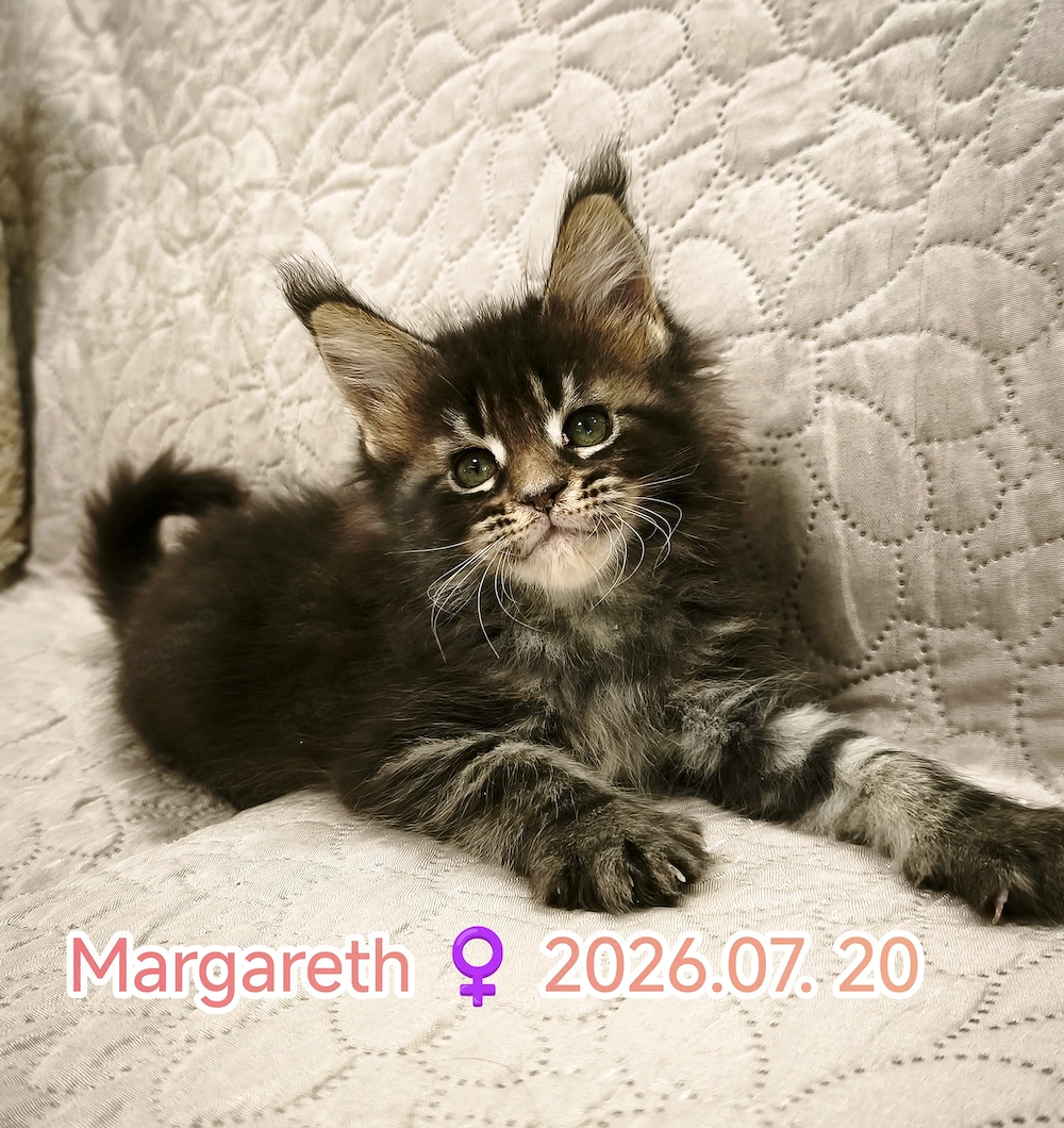 Maine Coon fajtatiszta kiscicák 